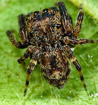 Salticidae undescribed genus sister group of Neon