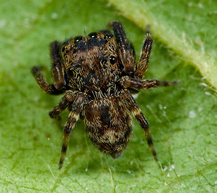 Salticidae undescribed genus sister group of Neon