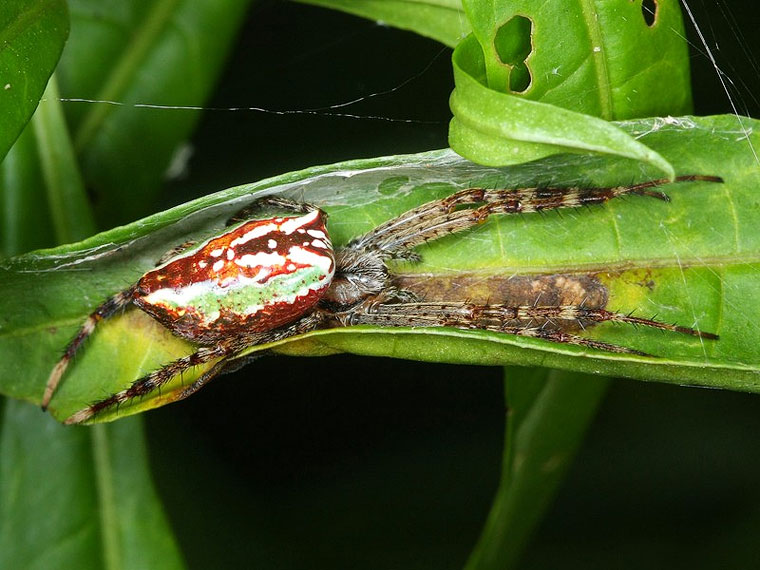 Araneus bradleyi