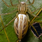 Oxyopes papuanus