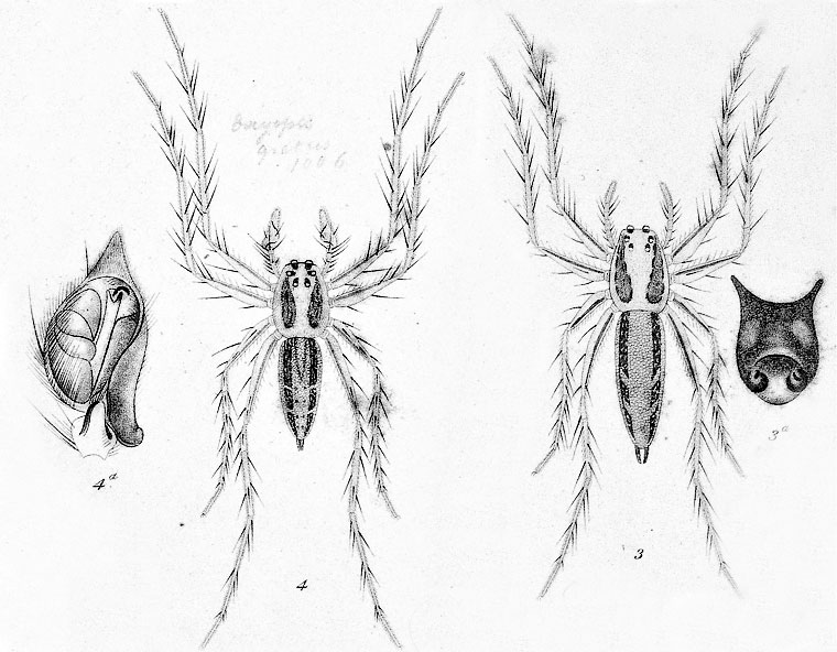 Oxyopes gratus