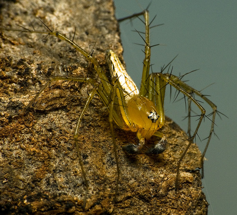 Oxyopes papuanus