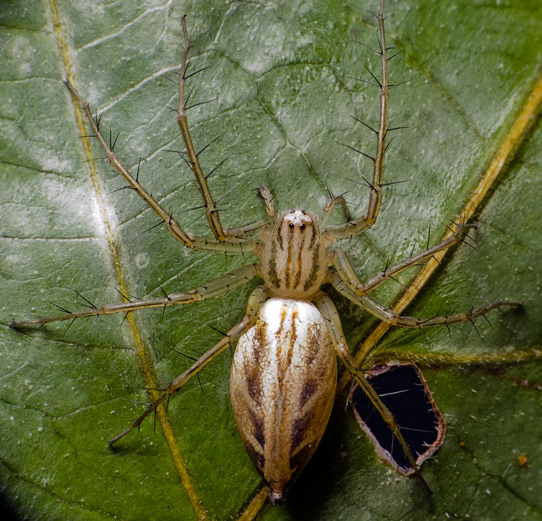 Oxyopes papuanus
