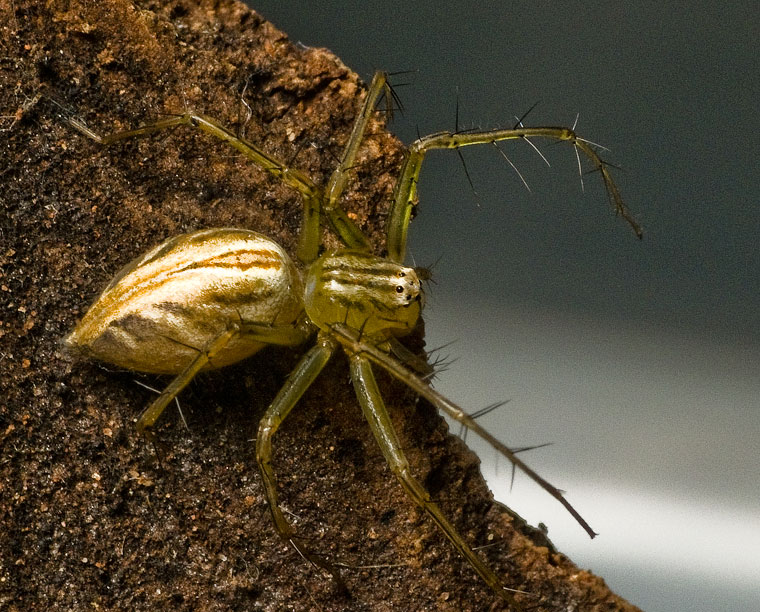 Oxyopes papuanus