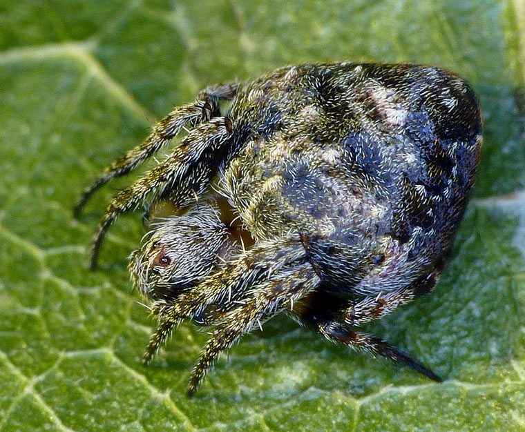 Araneus acuminatus