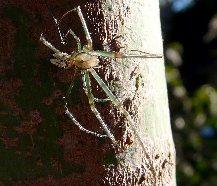 Leucauge