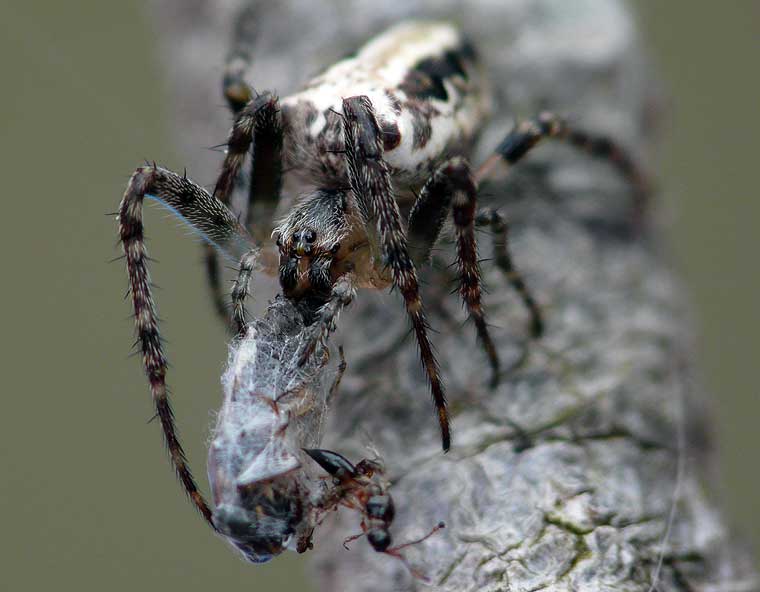 Araneus eburnus