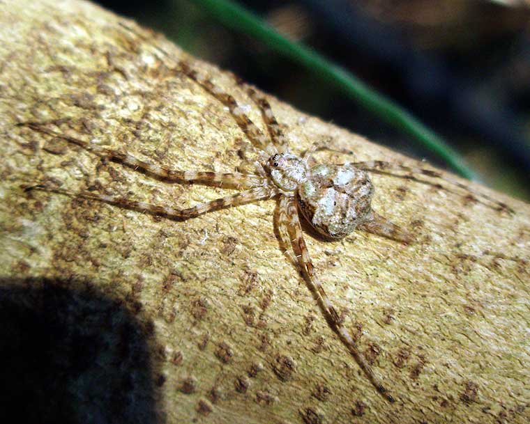 Tamopsis brisbanensis 