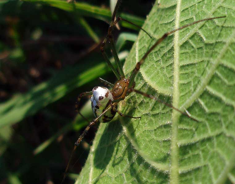 Leucauge