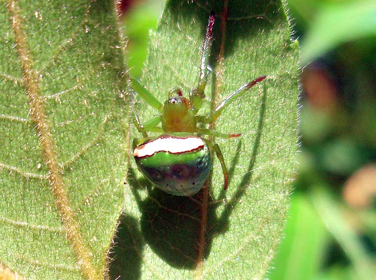 Araneus psittacinus