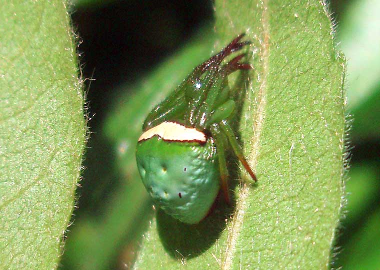 Araneus psittacinus