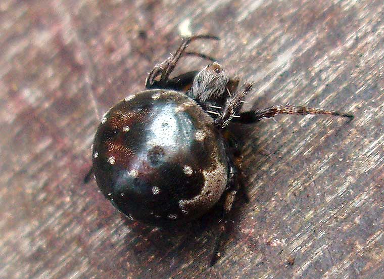 Araneus rotundulus