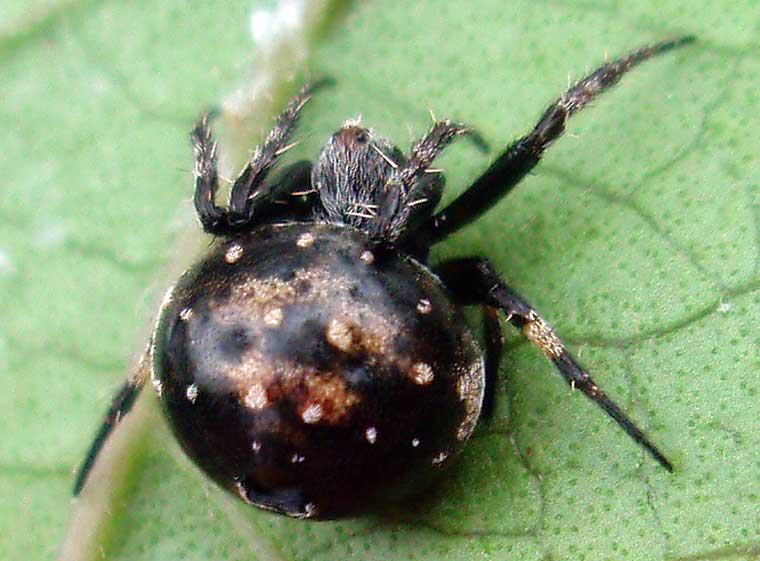 Araneus rotundulus