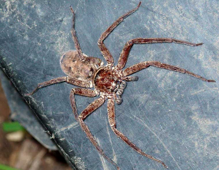 Huntsman Spider Sparassidae 