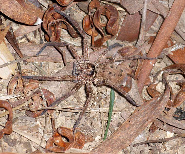 Huntsman Spider Sparassidae