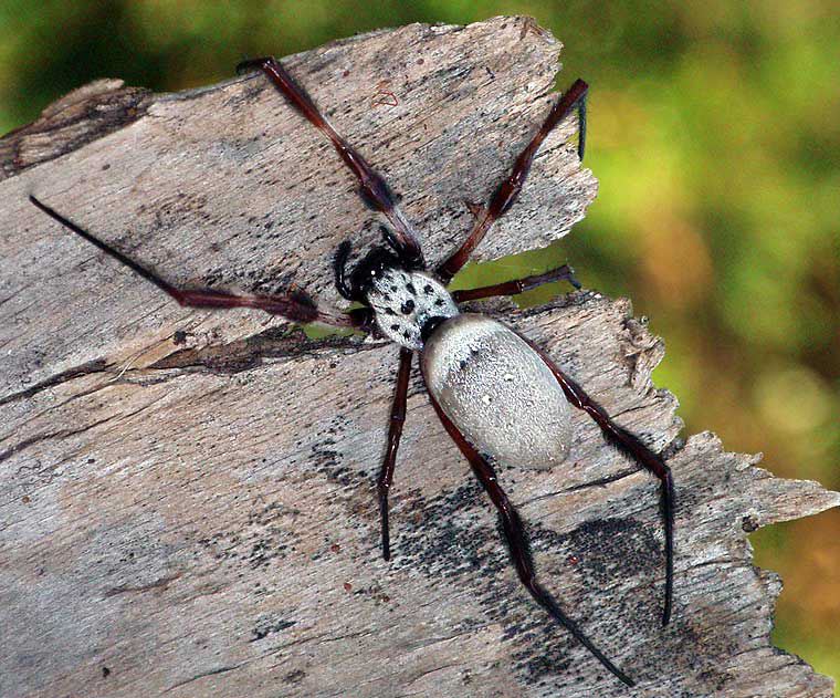 Nephila edulis