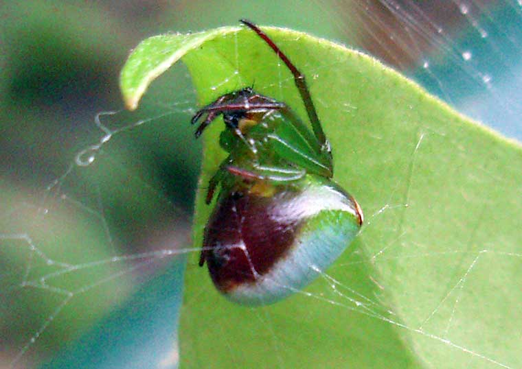 Araneus psittacinus