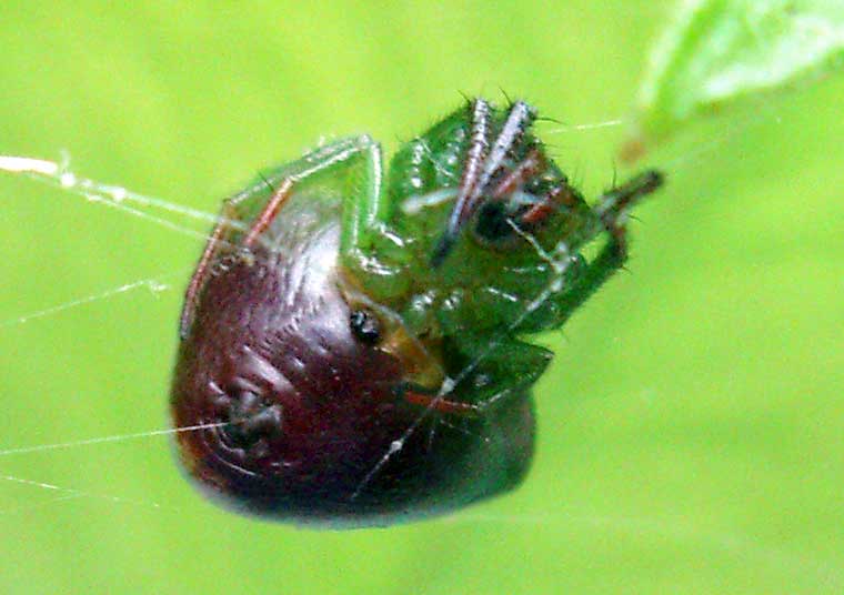 Araneus psittacinus