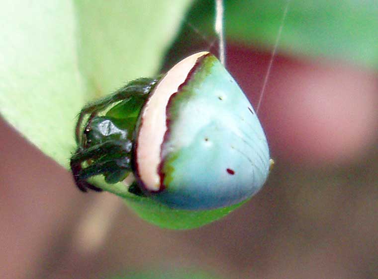 Araneus psittacinus