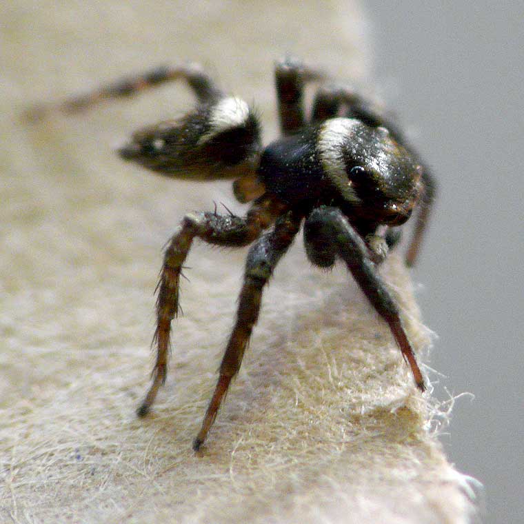 Hasarius adansoni male