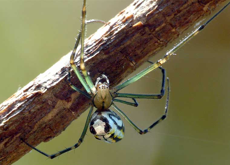 Leucauge