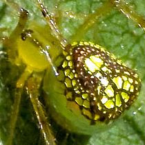 Thwaitesia argentiopunctata