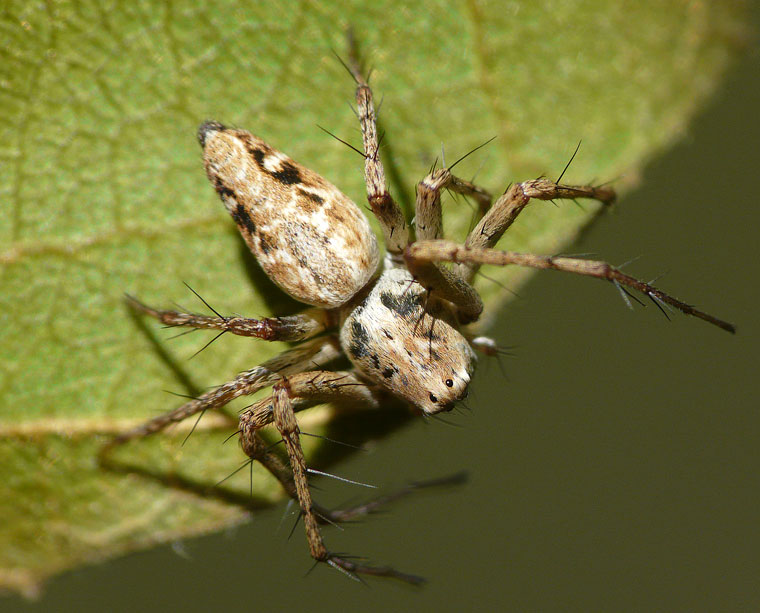 Oxyopes variabilis