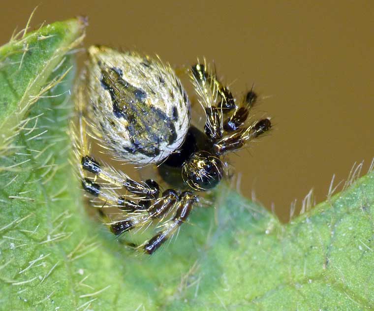 Theridiidae > Hadrotarsinae