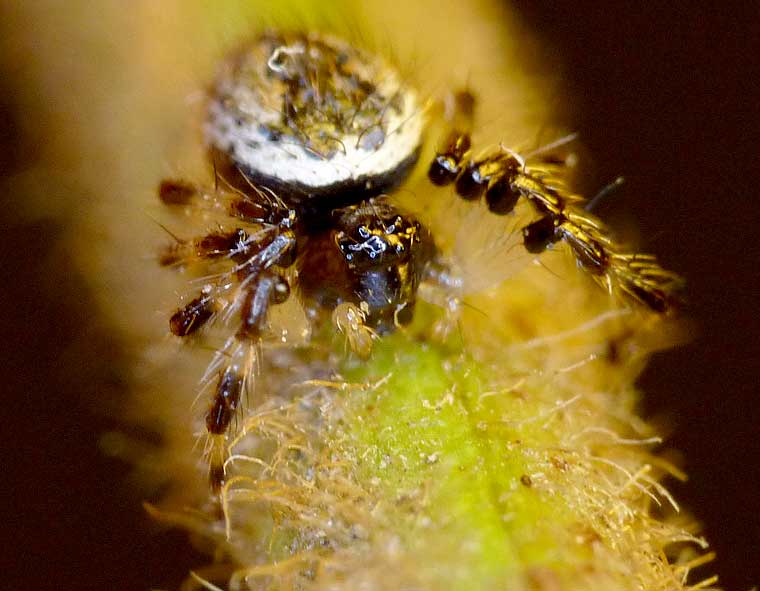 Theridiidae > Hadrotarsinae