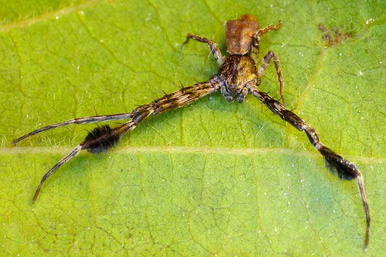 Stephanopis barbipes male