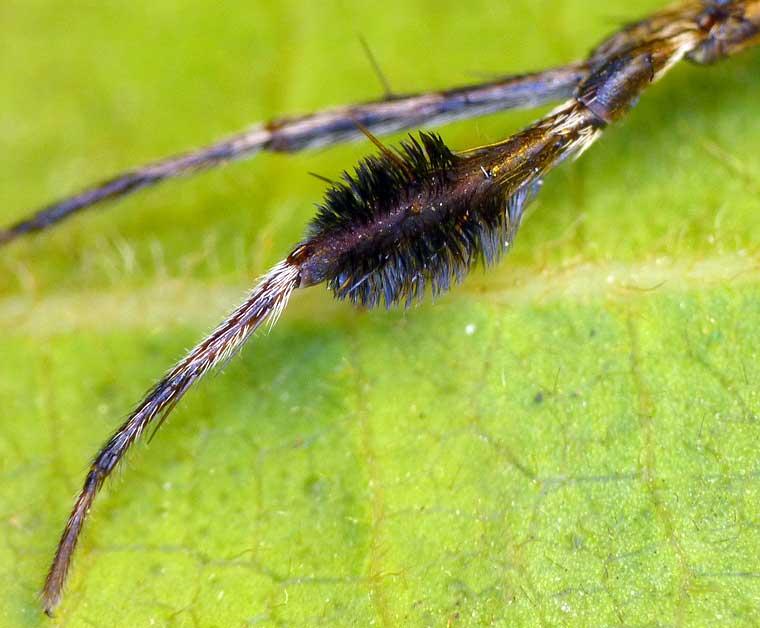 Stephanopis barbipes male