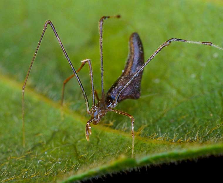 Argyrodes sp