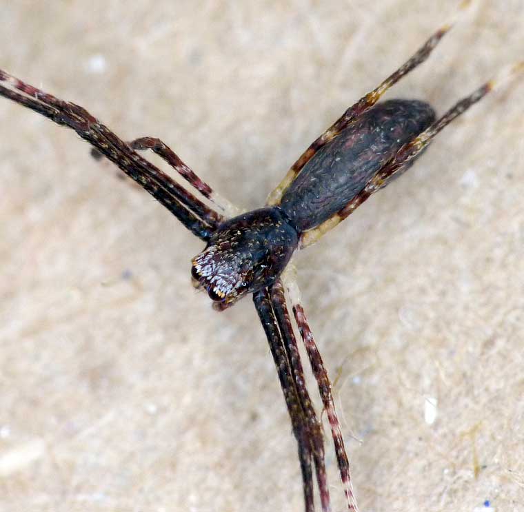 Deinopis subrufa