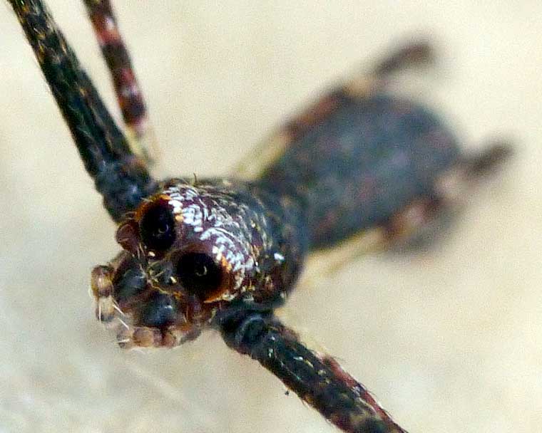 Deinopis subrufa