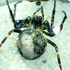 Araneus poltyoides