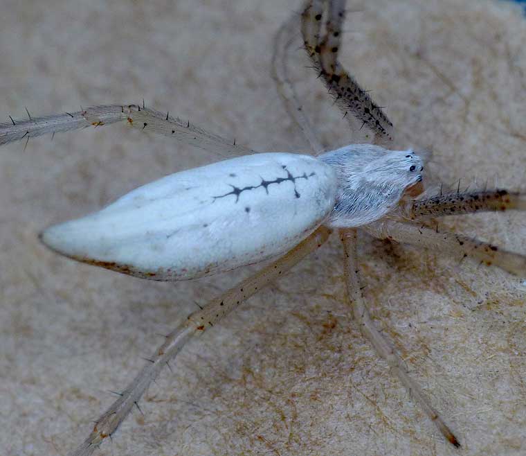 Argiope protensa