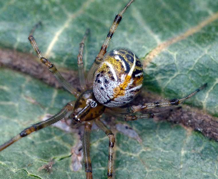 Theridiid > Theridion type