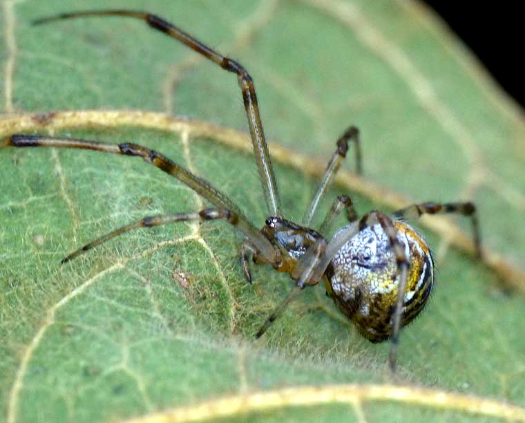 Theridiid > Theridion type