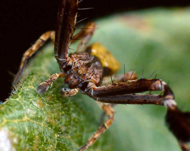 Stephanopis barbipes male