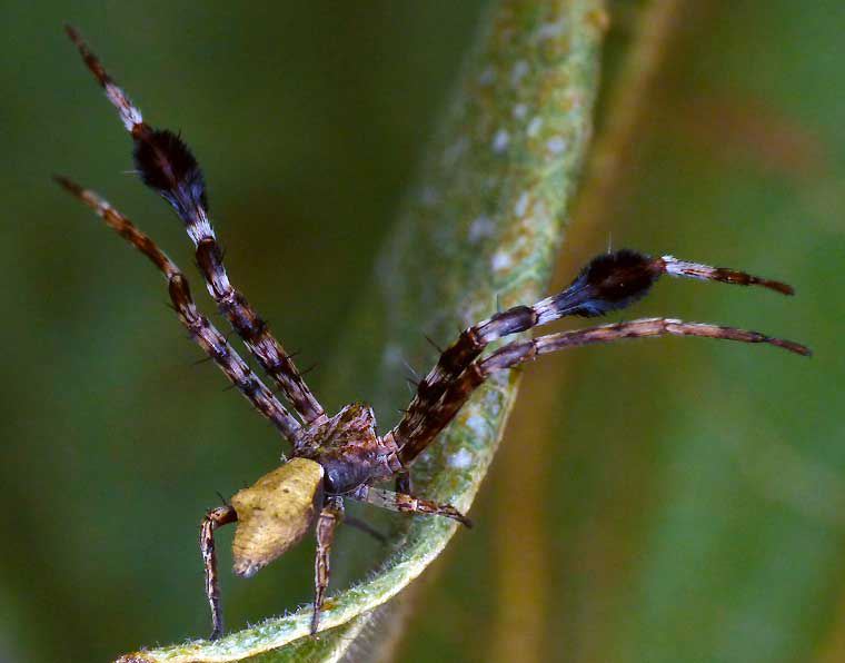 Stephanopis barbipes male