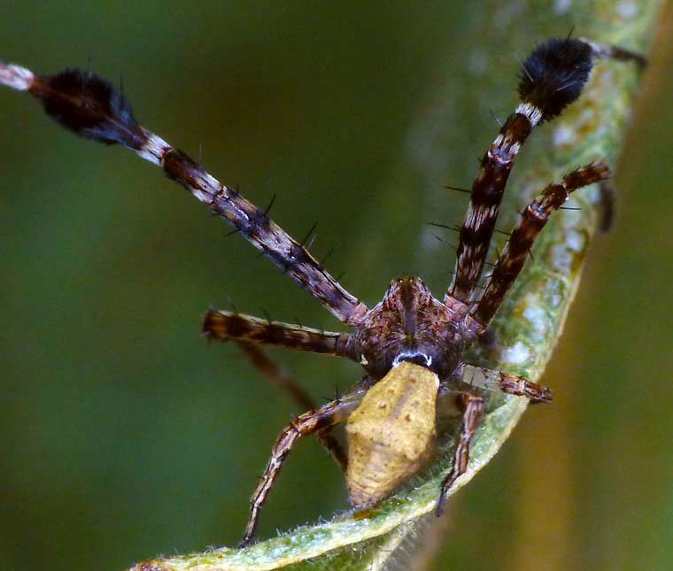 Stephanopis barbipes male