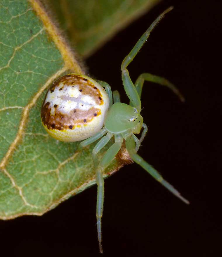 Diaea prasina