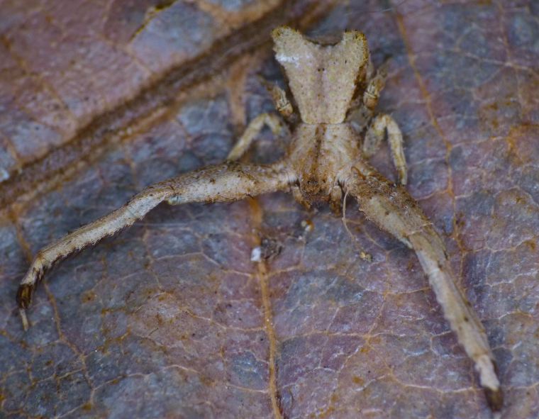 Stephanopis barbipes female