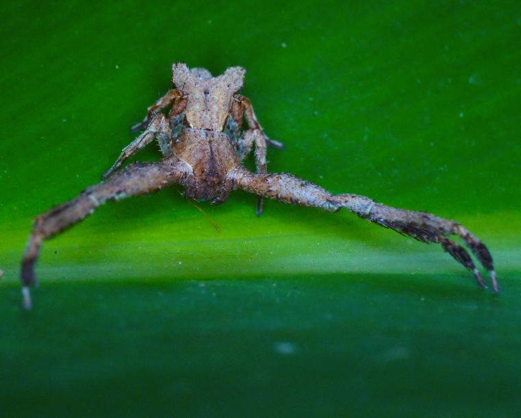 Stephanopis barbipes female