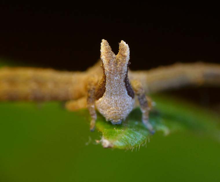 Sidymella sp 