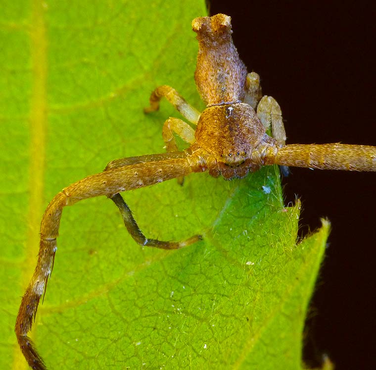 Sidymella sp 