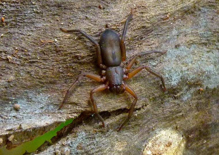 Trochanteriidae Morebilus or Rebilus