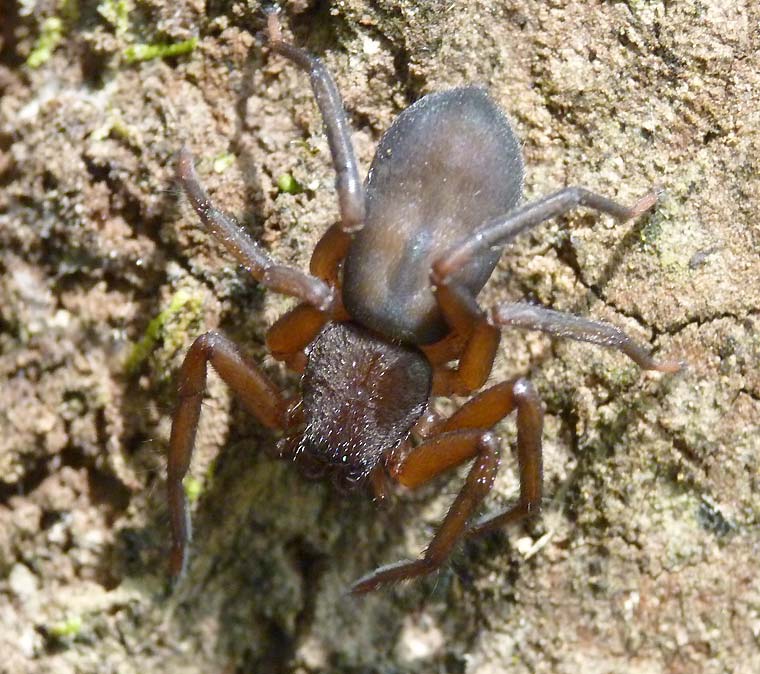 Trochanteriidae Morebilus or Rebilus