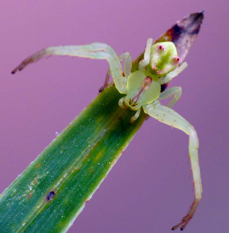 Sidymella rubrosignata