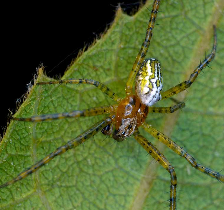 Cyrtophora moluccensis